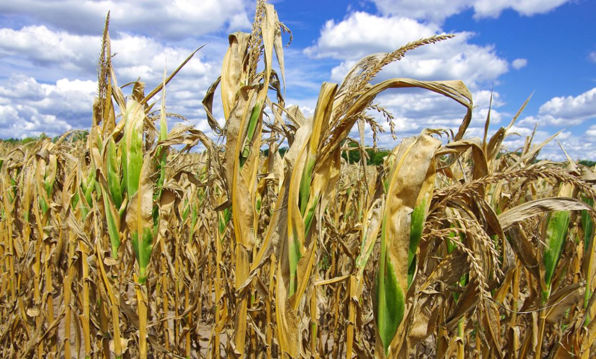 Corn stalks damaged and dried out due to drought
