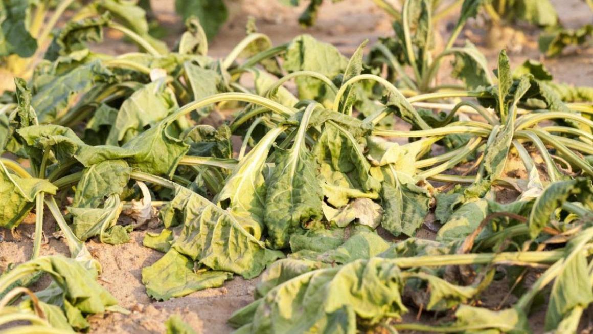 Wilting crops, showing the impacts of drought