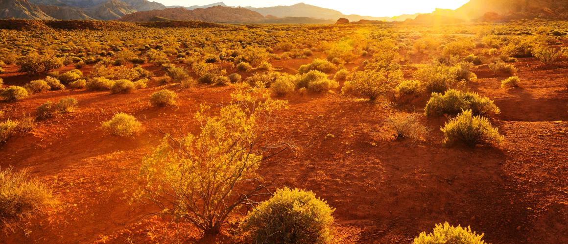 Dry landscape, with brush growing out of dry soil