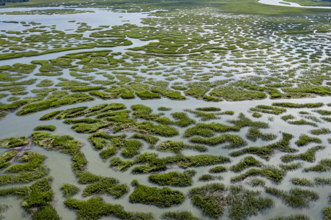 Marsh grass and estuary in Hilton Head, South Carolina