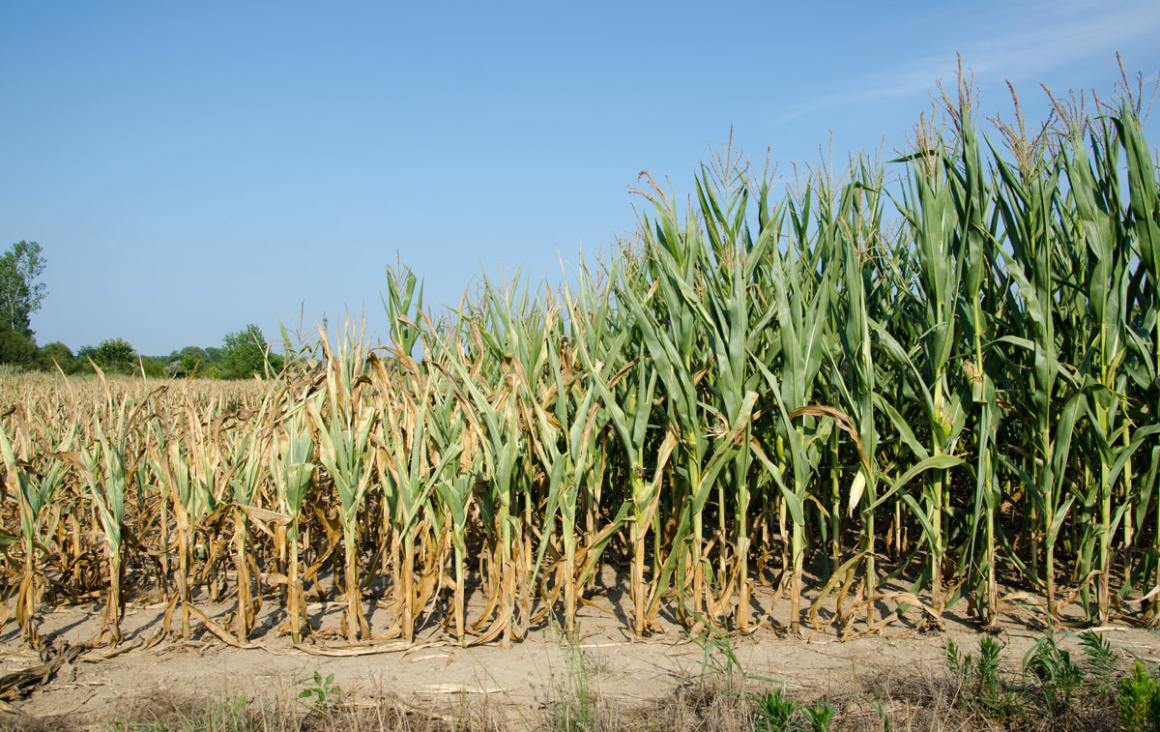 Corn crops dried out due to drought