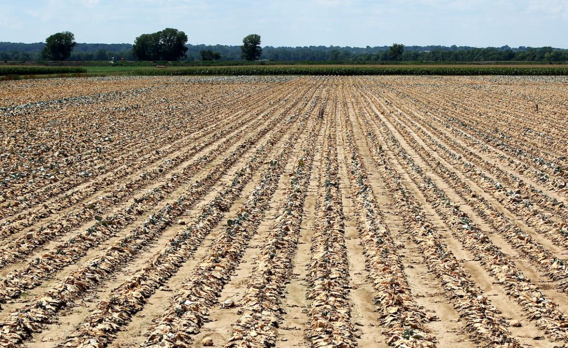 Dry field of crops in the Midwest.