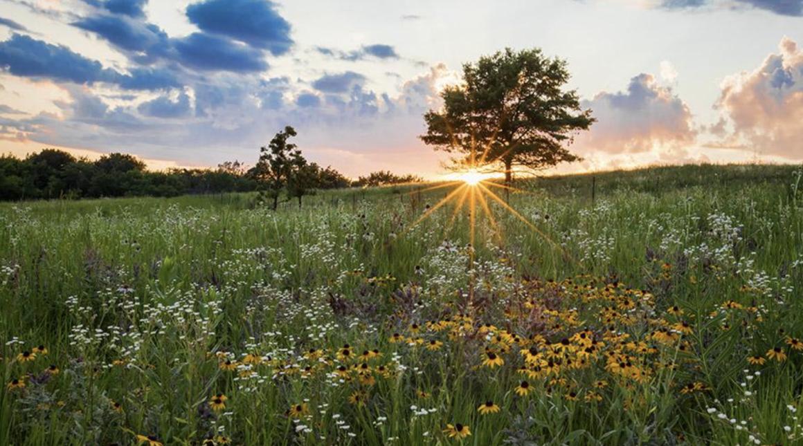 A sunburst at sunset over a prairie field of wildflowers at Shoefactory Prairie Nature Preserve, Elgin, Illinois. Photo credit:  luminosity-images, Adobe Stock.