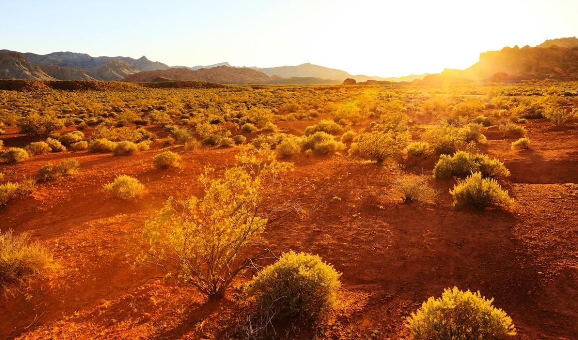 Sun setting over desert shrubs in the Valley of Fire State Park, Nevada