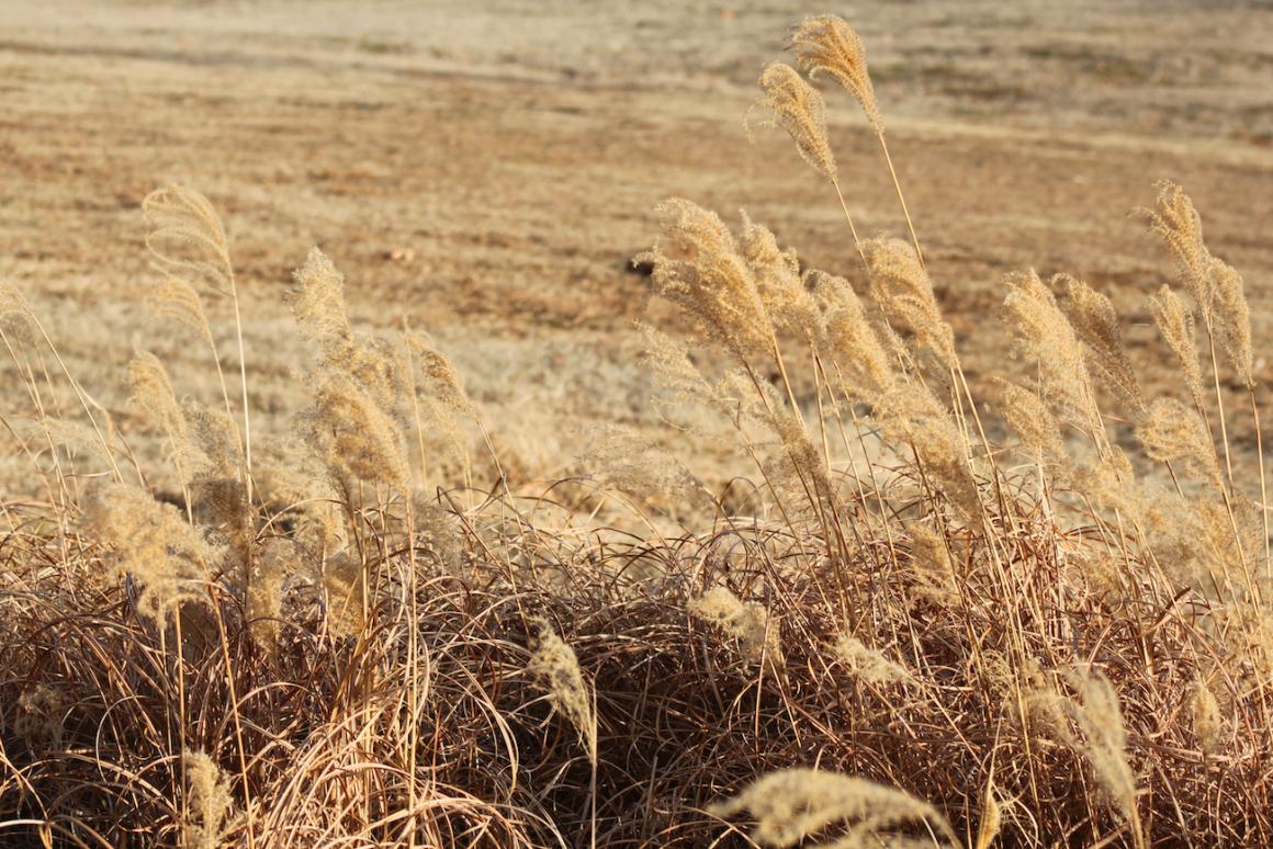 Dry prairie grass in Oklahoma.