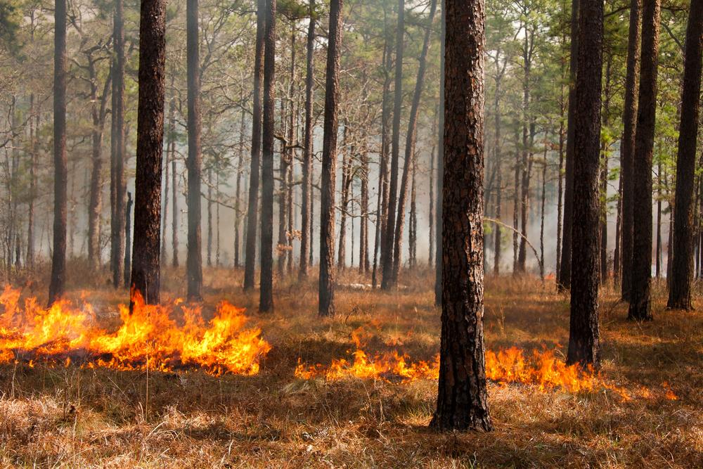 A prescribed fire burns grasses in a forest. Photo credit: Shutterstock.