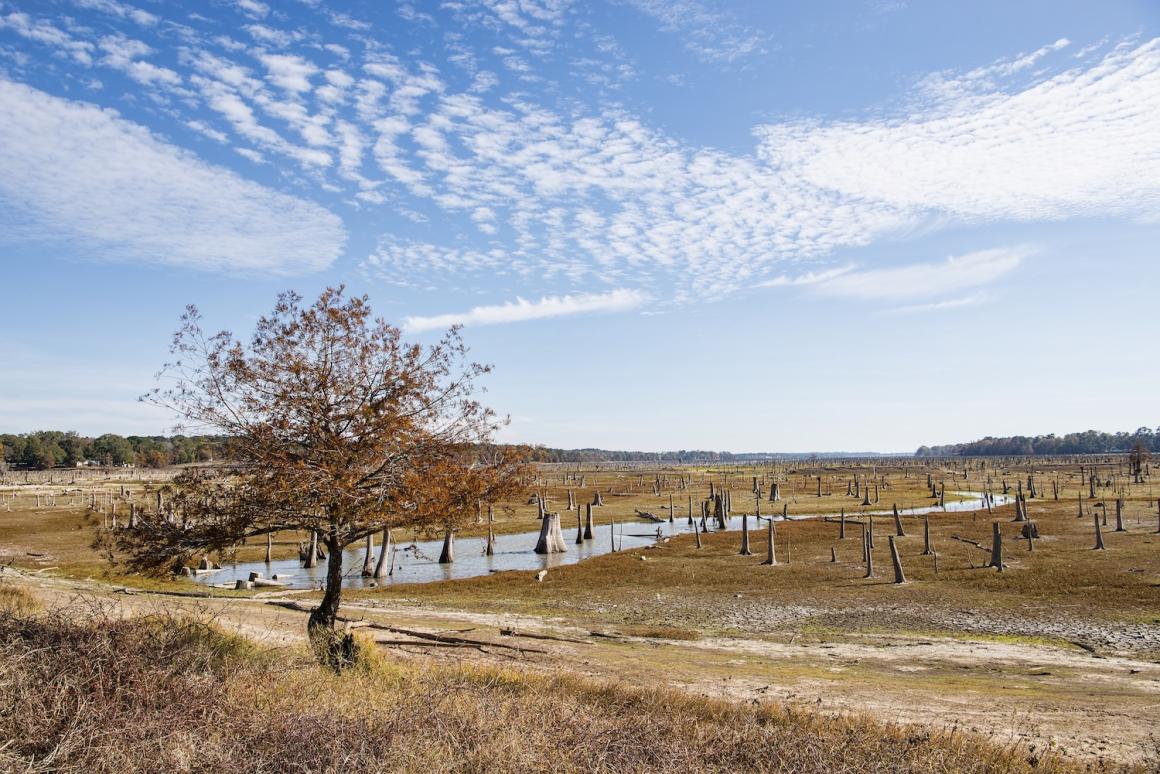 Tree stumps and dried grass at Anacoco Lake in southwestern Louisiana during a drought. Photo credit: Bonnie Taylor Barry, Shutterstock.