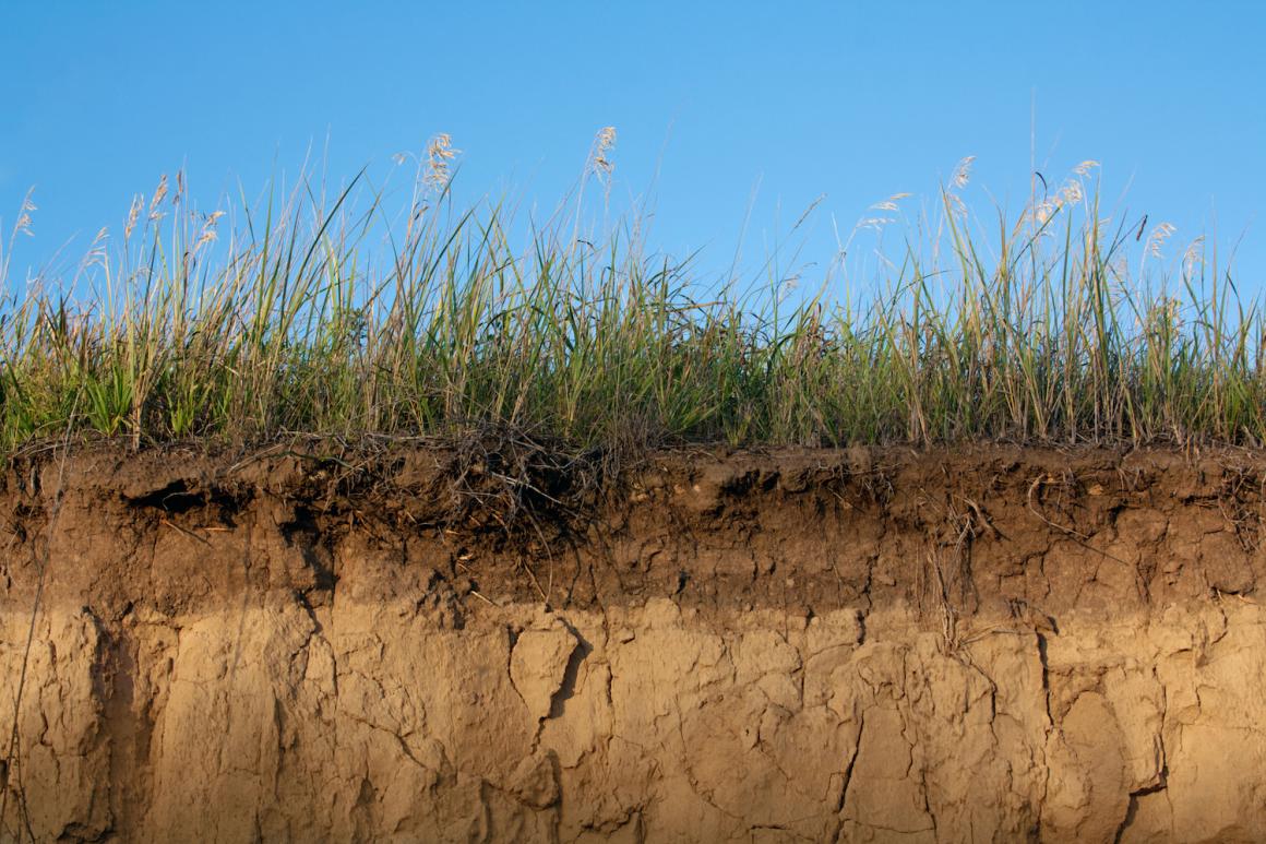Cross-section of soil with grass growing on top.