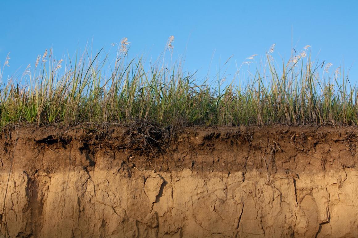 Cross-section of soil, showing drying soils with grasses growing on top.