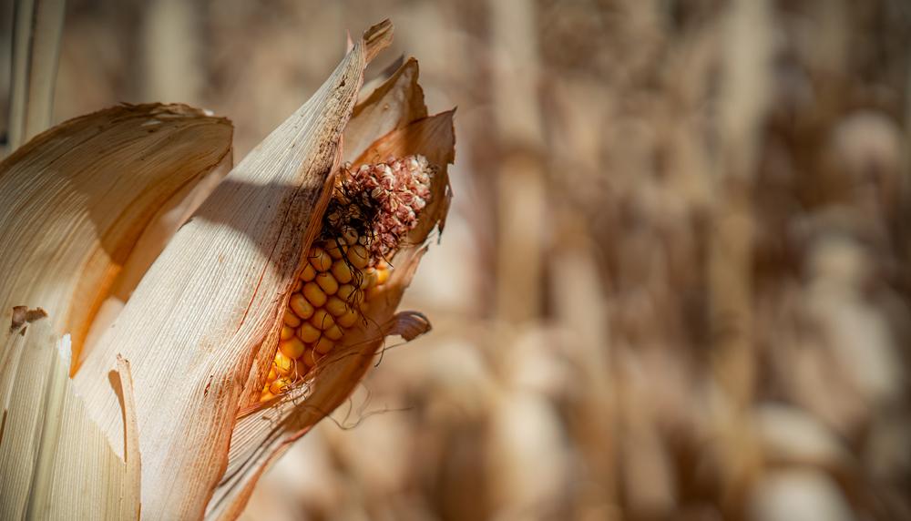 Corn cob on a stalk in dry conditions on a Utah farm