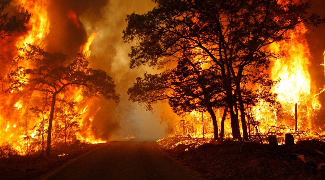 A wildfire burns out of control, consuming several trees