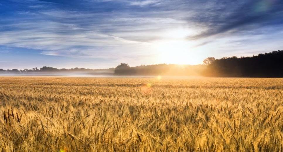 A field of wheat in Kansas, representing the agricultural impacts of flash drought. Photo credit: Ricardo Reitmeyer, Shutterstock.