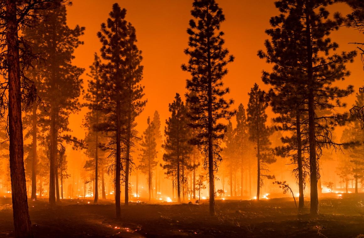 Wildfire burning among trees, with a red sky.