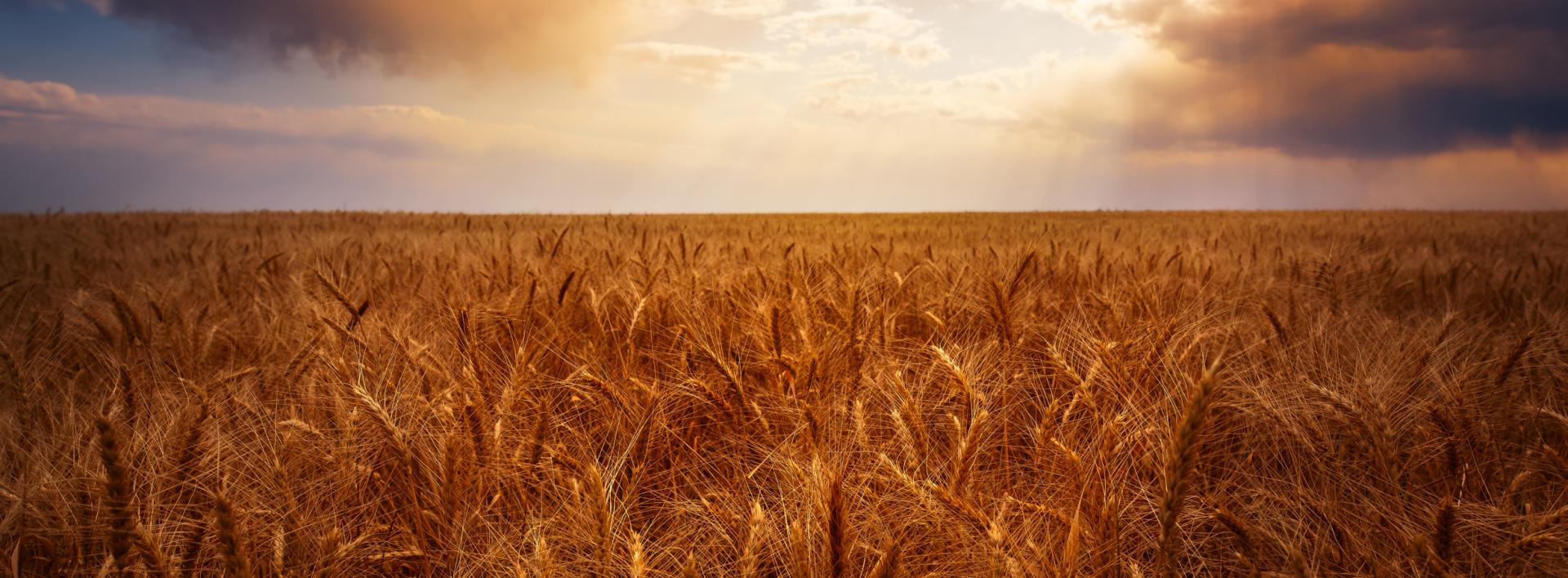 Field of wheat at sunset in the Colorado plains. Photo credit: Scott Book, Shutterstock.