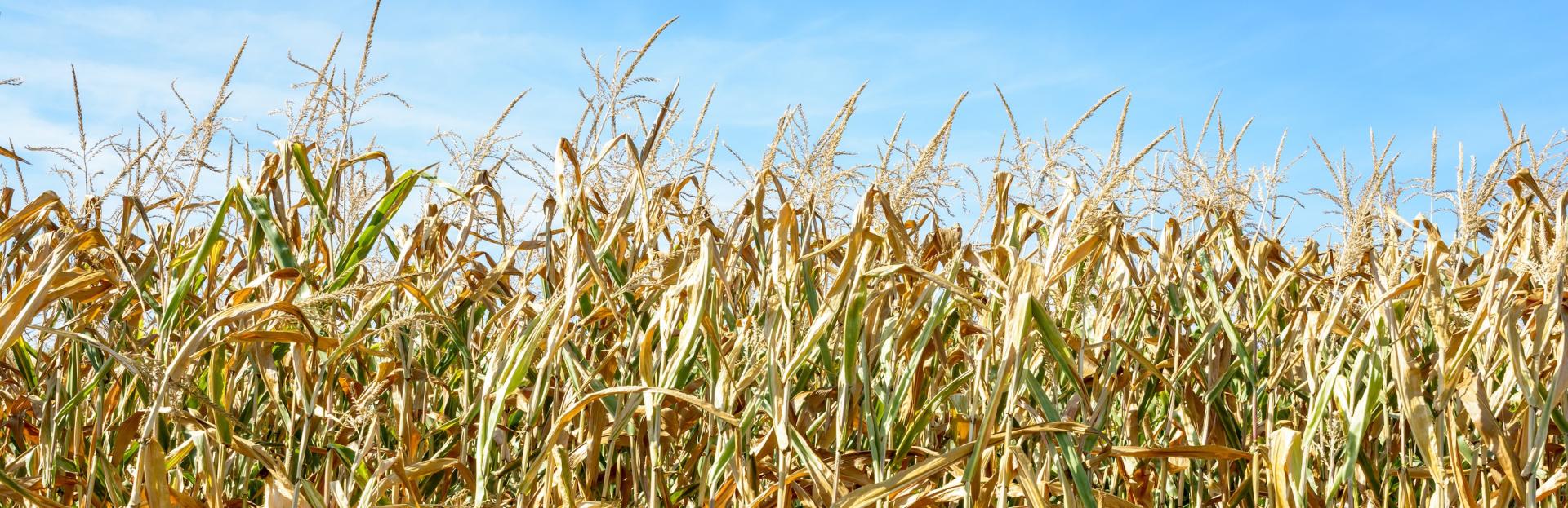 Dry corn plants in a field suffering from drought during a hot, dry summer. Photo credit: olrat, Adobe Stock.