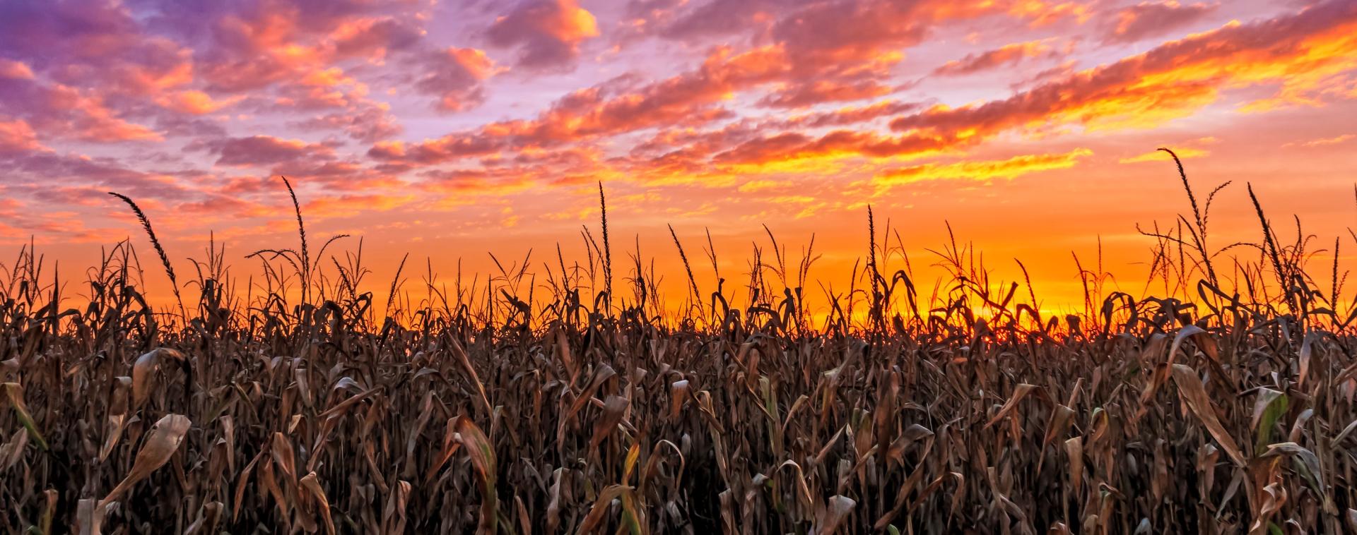 Corn stalks are silhouetted by a sunset in the American Midwest. Image credit: Kenneth Keifer, Adobe Stock.