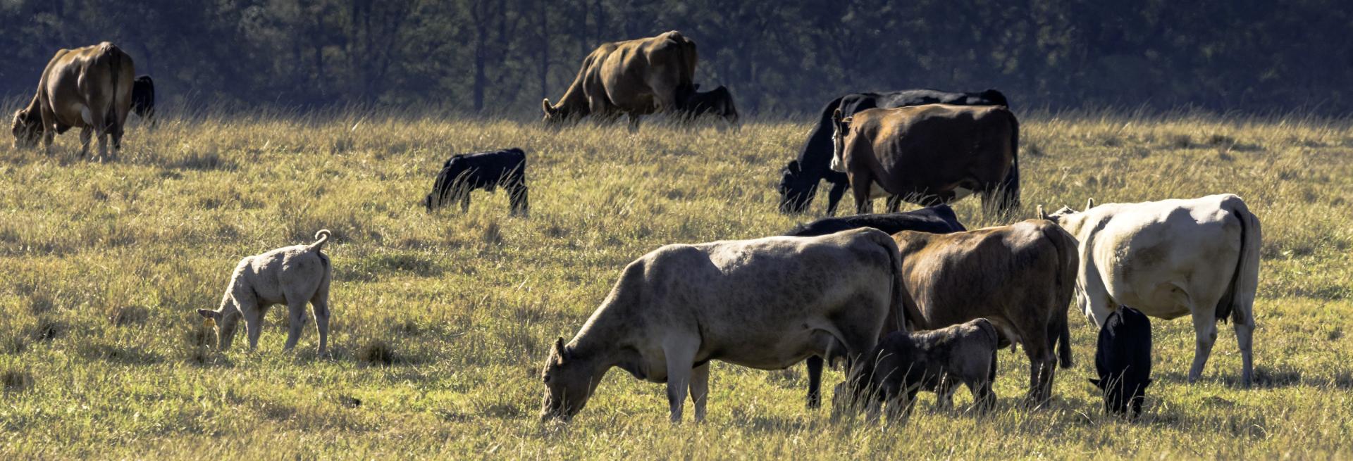 Herd of commercial cows and calves in a brown, dormant pasture. Photo credit: JNix, Shutterstock.