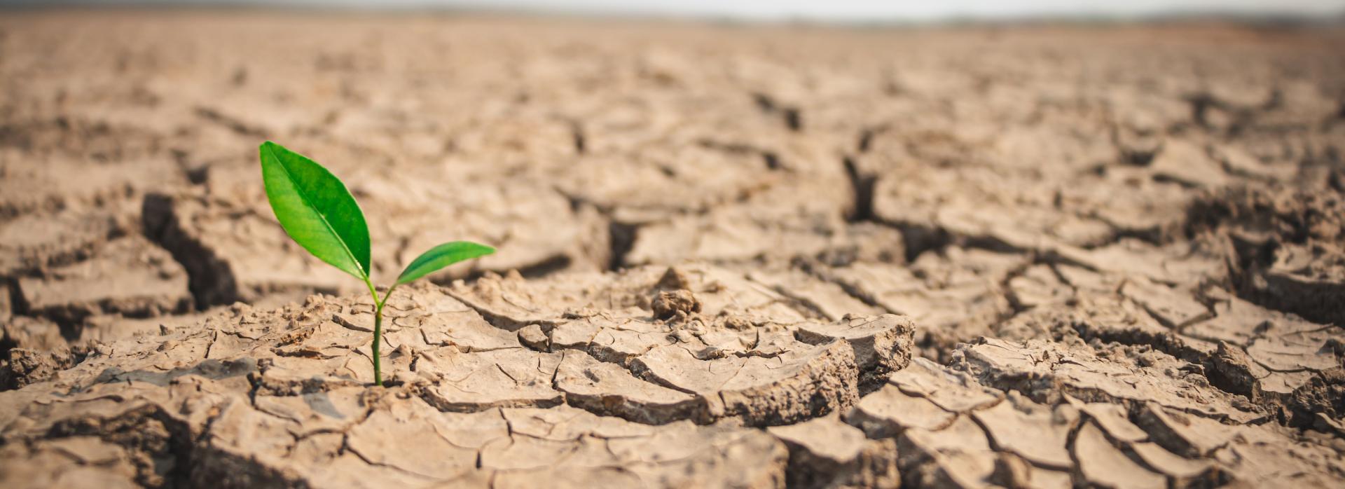 A small seedling grows out of dry, cracked earth. Photo credit: R_Tee, Shutterstock.