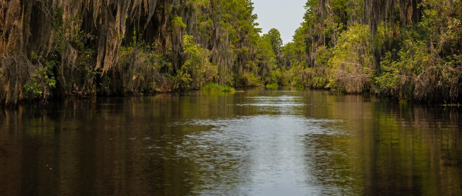 Swamp in the Southeast U.S.
