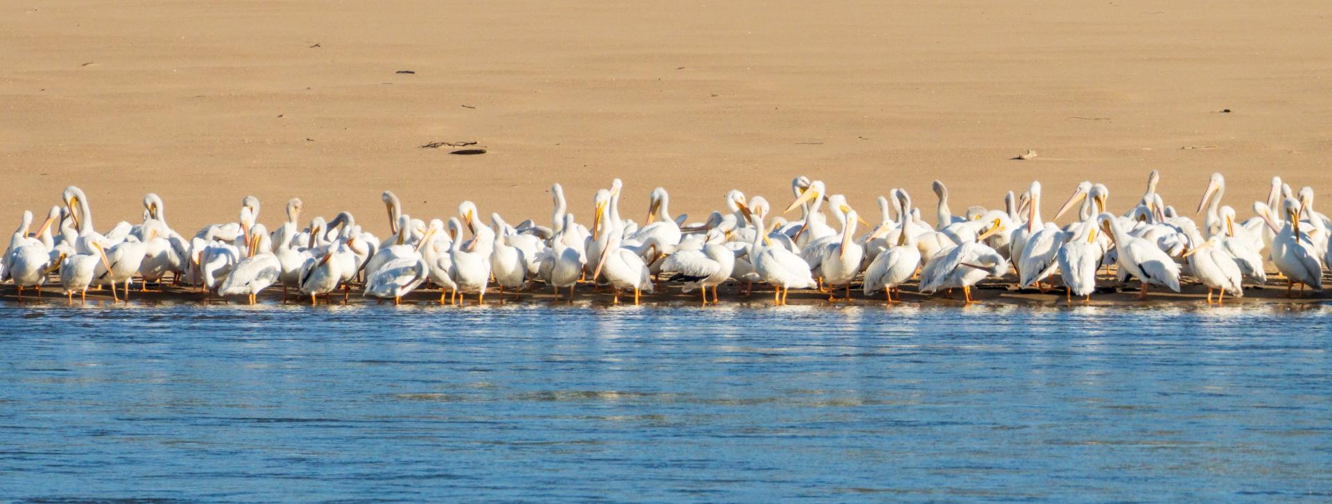 Large squadron of American white pelicans on edge of sandbank due to low water levels on Mississippi river in 2023. Photo credit: Steve Heap, Shutterstock.