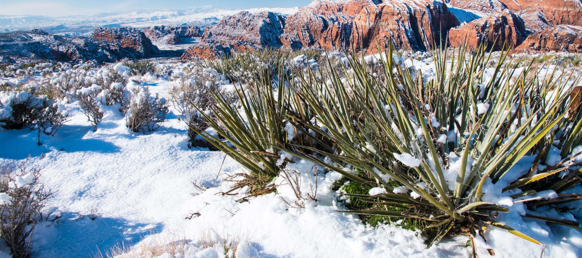 Snow covering the ground in Snow Canyon State Park in Utah