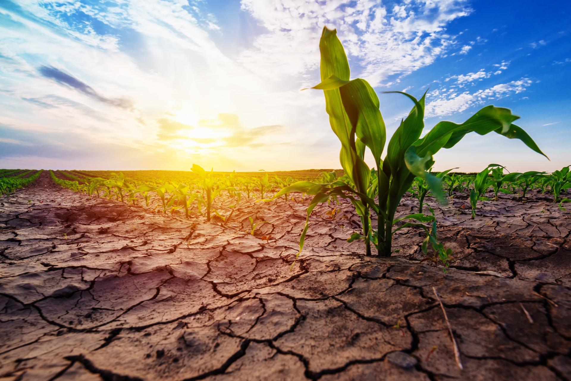 Young corn growing in dry environment, with dry soil. Photo credit: Bits and Splits, Adobe Stock.