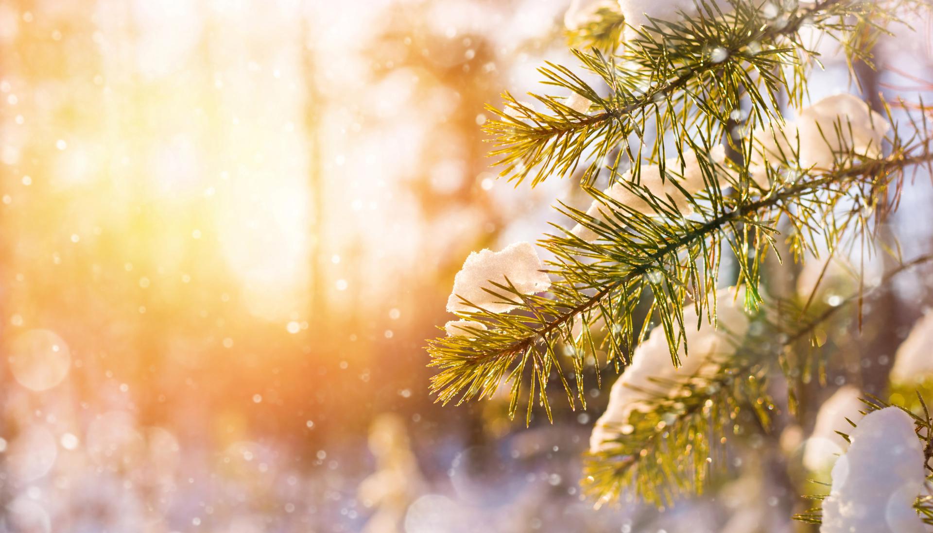 Branches with snow on them