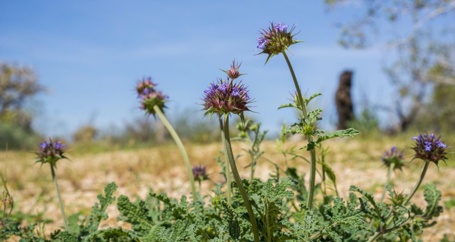 Wild flowers and other plant species can be impacted by drought.