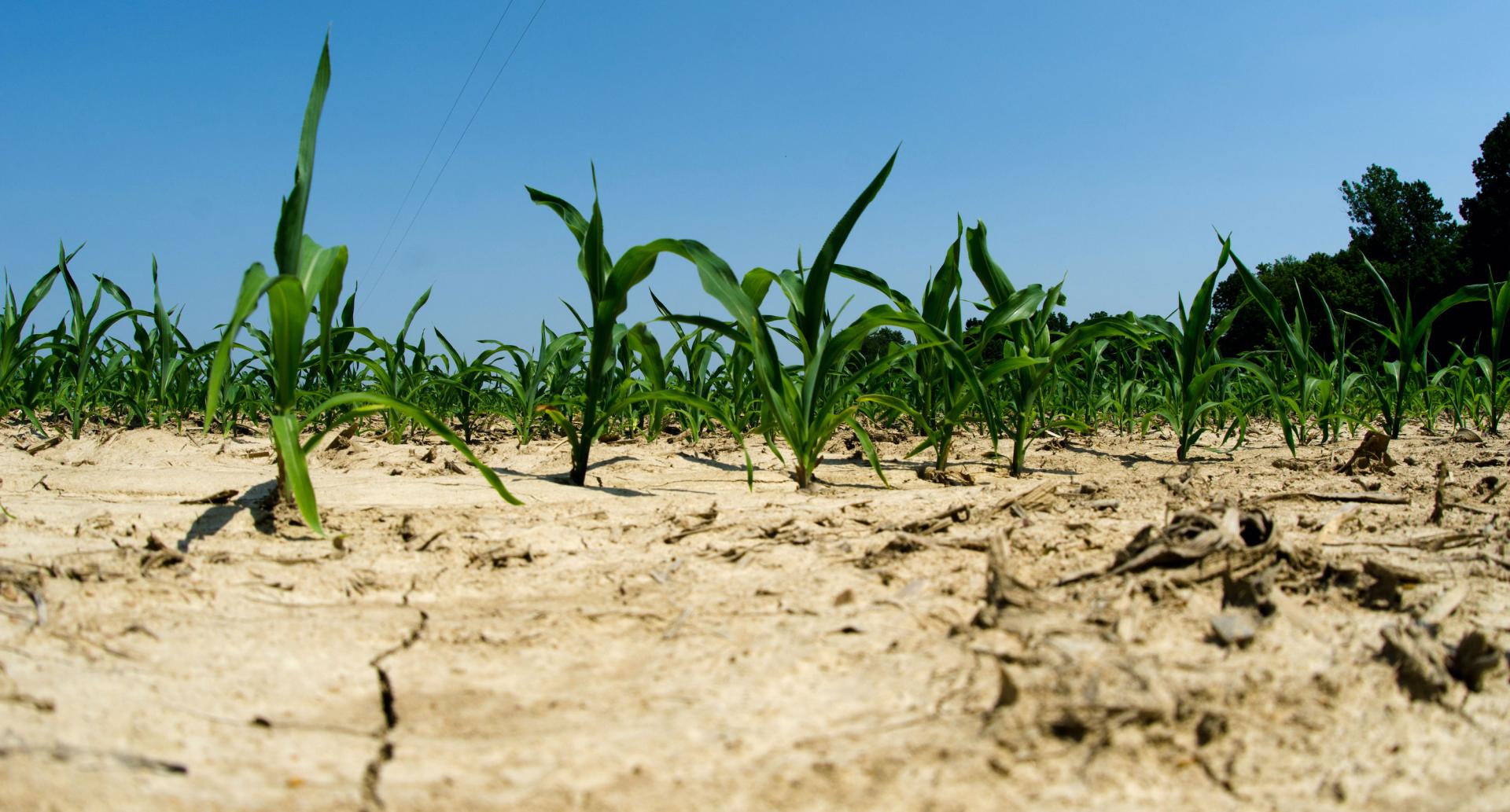 Dry ground and drought conditions in an Illinois cornfield