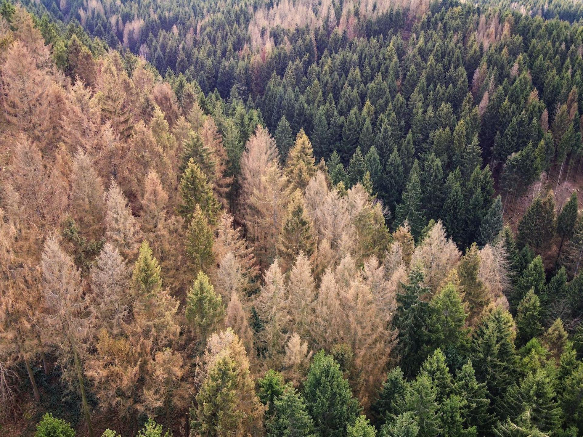 Forest dieback, showing dying Spruce trees. Photo credit: K I Photography, Shutterstock.