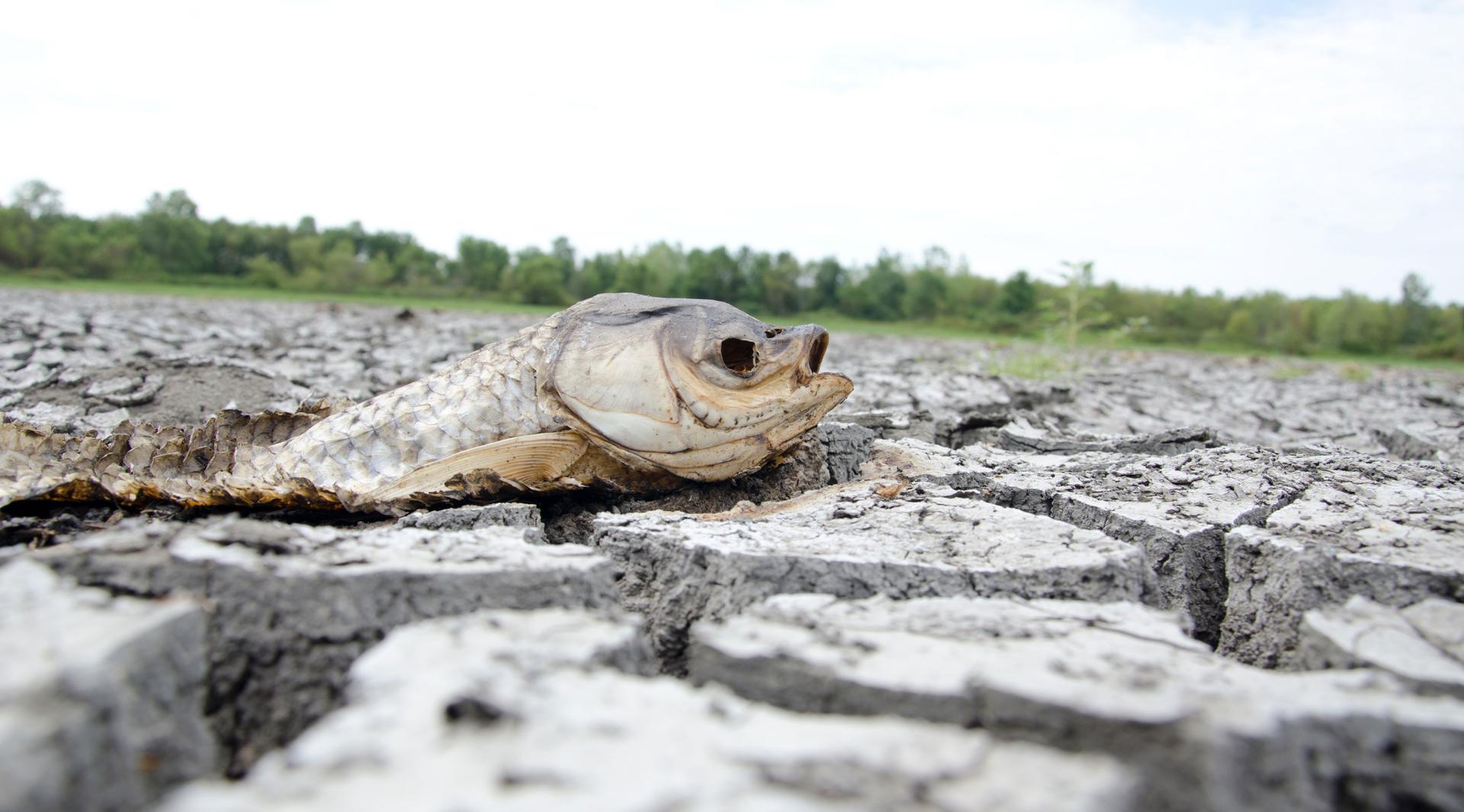 Dead fish in a dried out wetland during drought, representing the impacts of ecological drought.