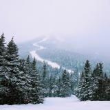 Snow-covered trees in Vermont