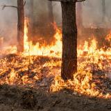 A forest fire burning