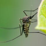 A mosquito on a leaf