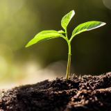 A young plant growing in soil