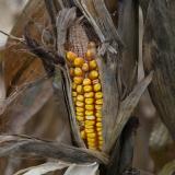 A drought-damaged ear of corn