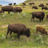 A North Dakota bison herd