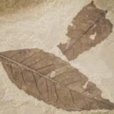 Fossilized leaves