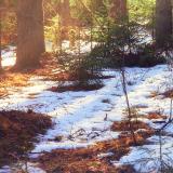 A forest with some partially melted patches of snow