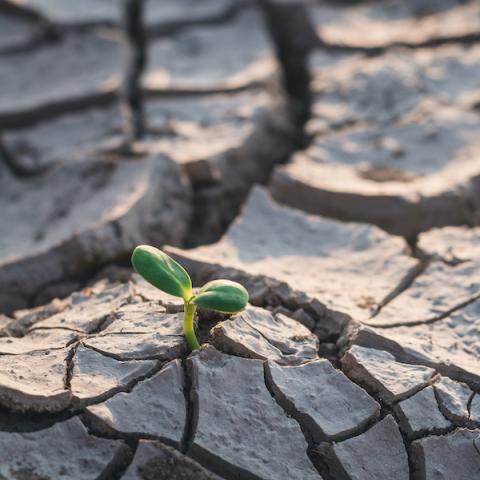 A small plant grows from dry, cracked soil