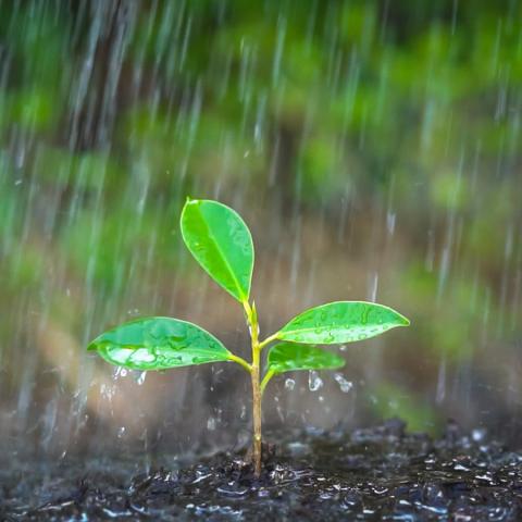 A seedling growing as it rains