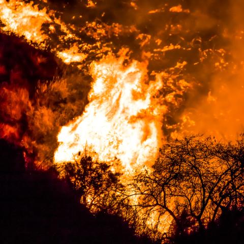 A wildfire burning through brush
