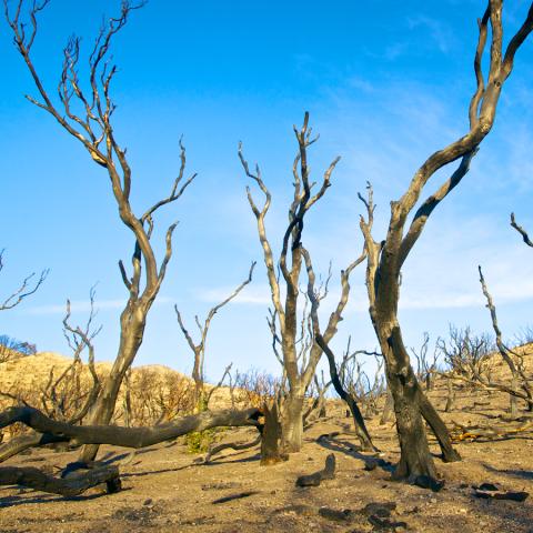 Charred, twisted trees after a California wildfire