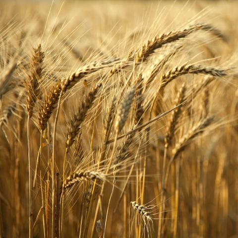 Wheat crops on a sunny day