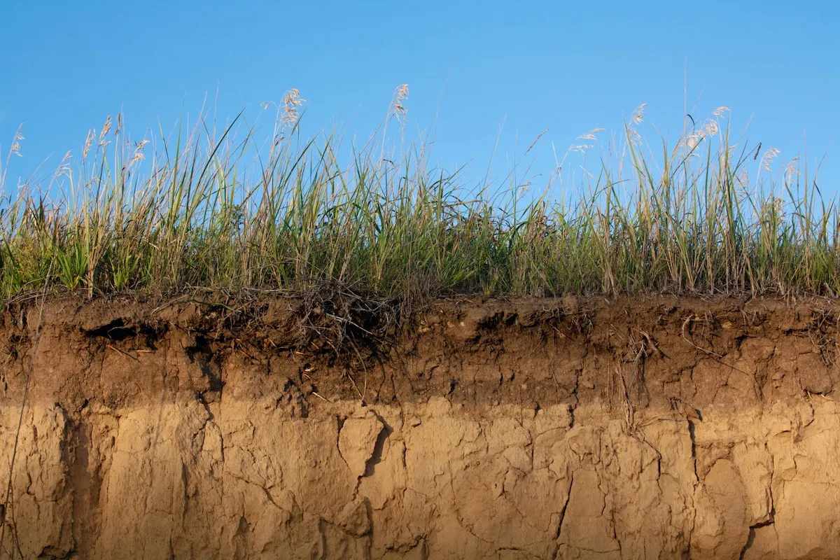 Cross-section of soil, showing drying soils with grasses growing on top.