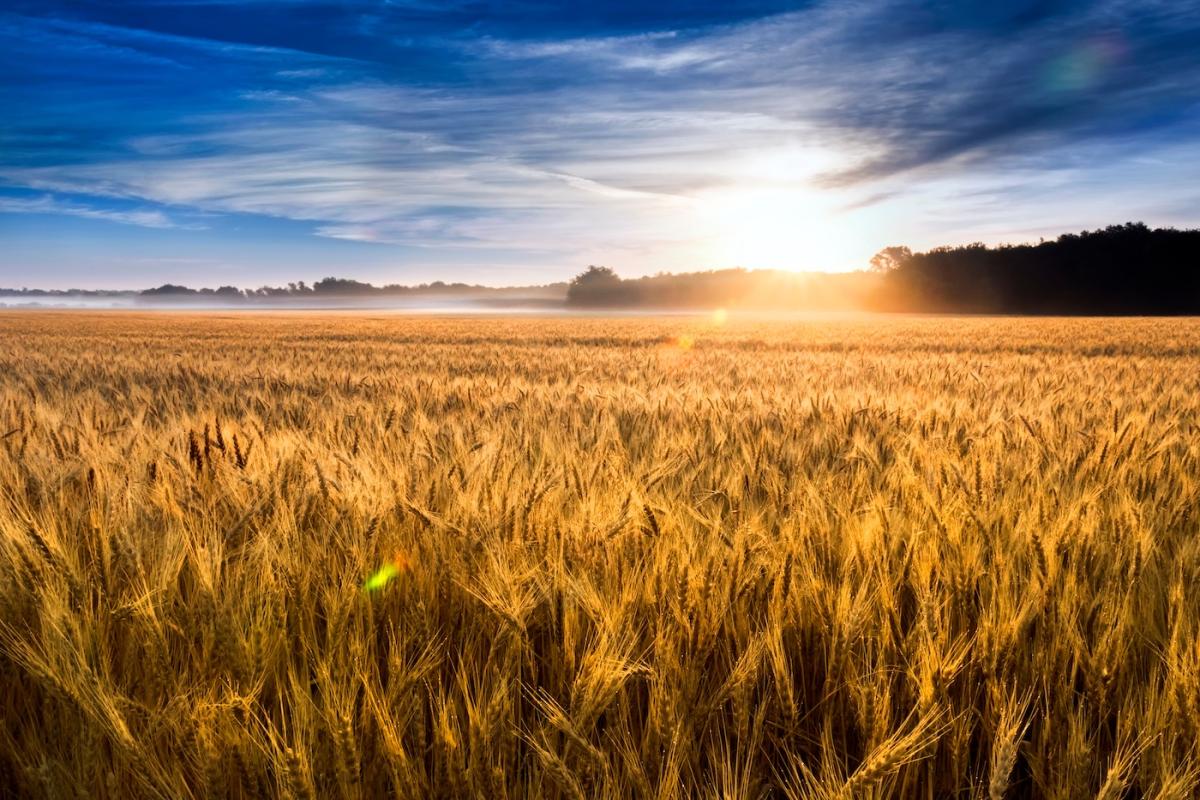  A field of wheat in central Kansas. Credit: ricardoreitmeyer, Adobe Stock.