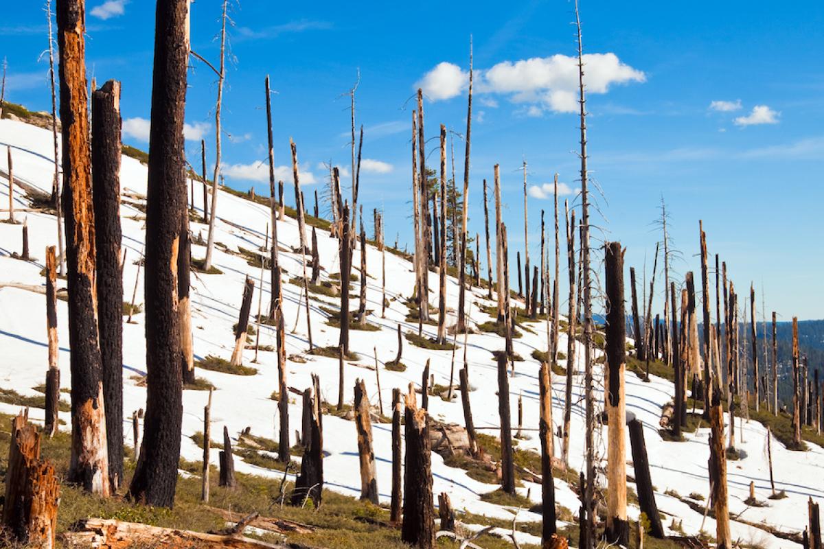 Burned trees in the snow at Smith Peak in Yosemite National Park. Photo credit: Nickolay Stanev, Shutterstock.