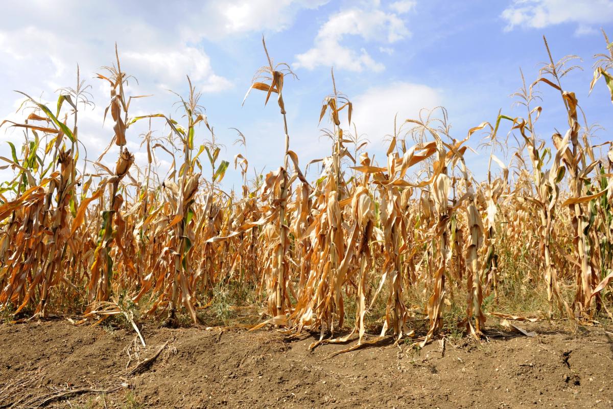 Dried corn stalks and cracked earth in hot summer drought at corn field. Photo credit: bibiphoto, Adobe Stock.
