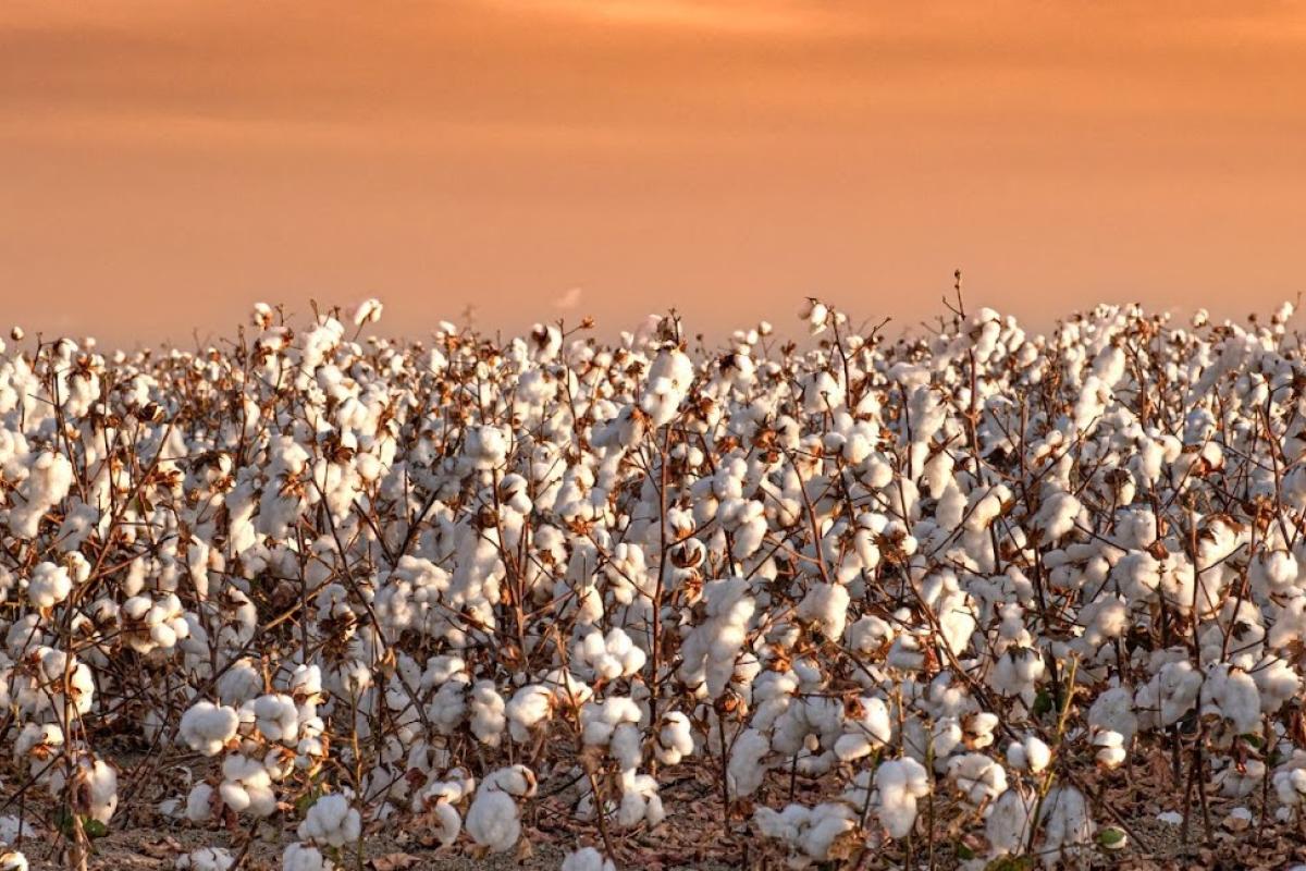 A field of cotton in the Southeast U.S.