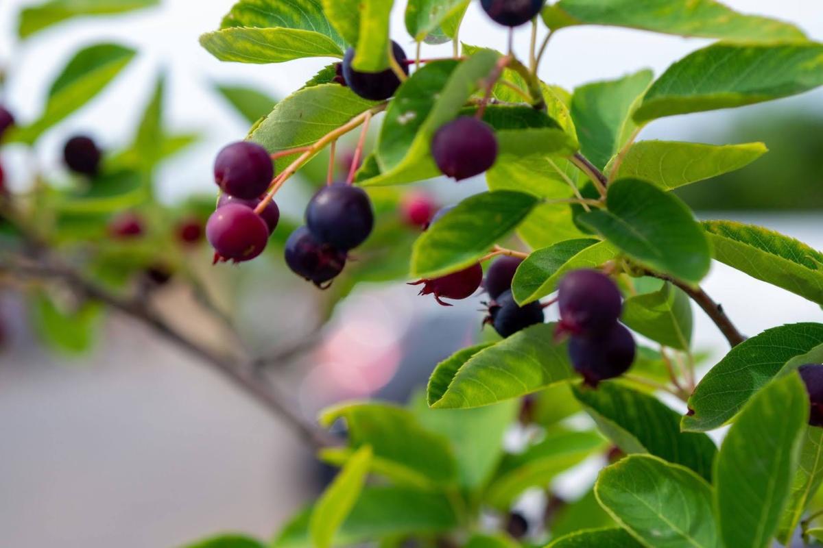 A detailed view of wild huckleberries ripening on the branch.  Small, round purple-blue berries hang in clusters from leafy branches outdoors. Photo credit: Adobe Stock.
